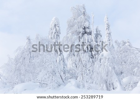 Strange snow-covered trees