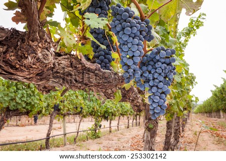 Shiraz grapes on vine wide angle scene Royalty-Free Stock Photo #253302142