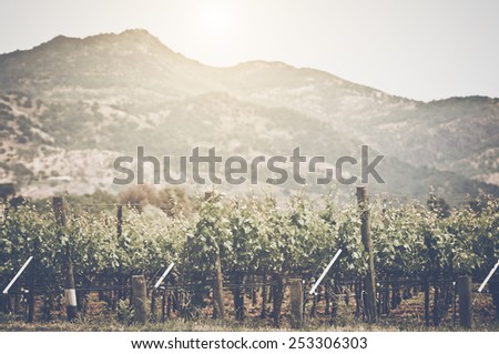 Vineyard with Blue Sky in Autumn with Vintage Film Style Filter, unfocused