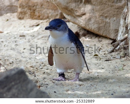fairy penguin Royalty-Free Stock Photo #25332889