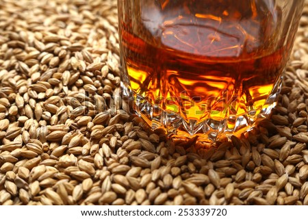 Tumbler glass with whiskey standing on barley malt grains Royalty-Free Stock Photo #253339720