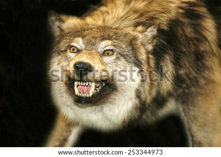 Portrait of stuffed wolf as a background