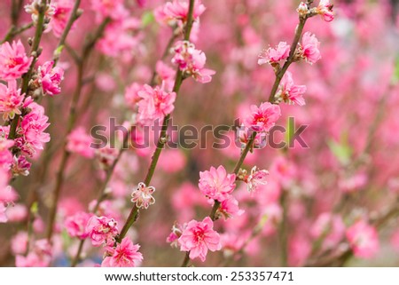 Spring cherry flower