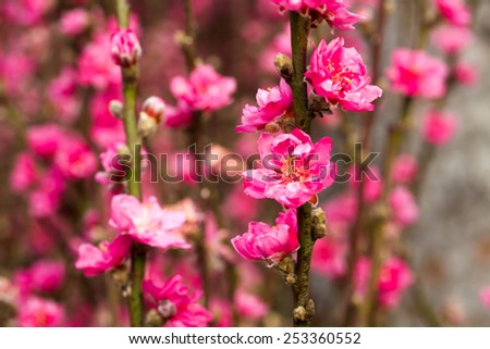 Spring Cherry Flower