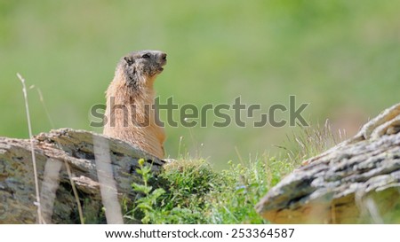 Marmot (Marmota marmota)