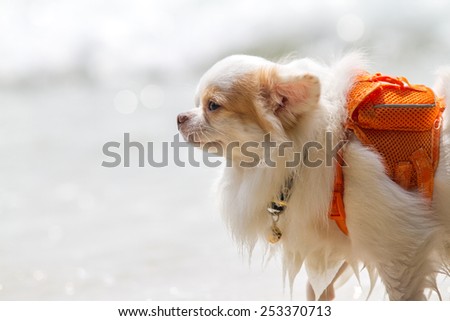 Chihuahua on beach in front of bokeh of sea