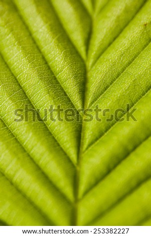 shallow DoF leaf texture