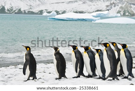 Penguins in icy bay