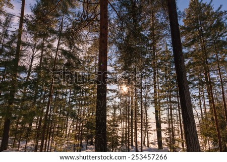 Trees in sunlight