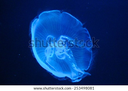 Jellyfish, in deep sea