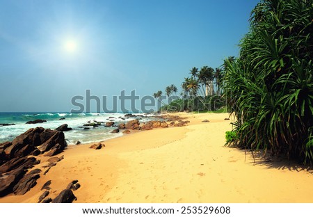 Tropical beach with palm in Sri Lanka