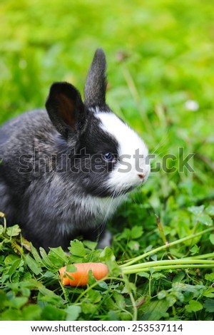 Funny baby rabbit with a carrot on grass