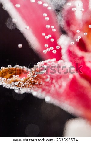 Abstract underwater composition with blurry orchid petals, bubbles and light 