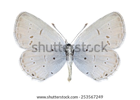 Butterfly Cupido decoloratus (female) (underside) on a white background