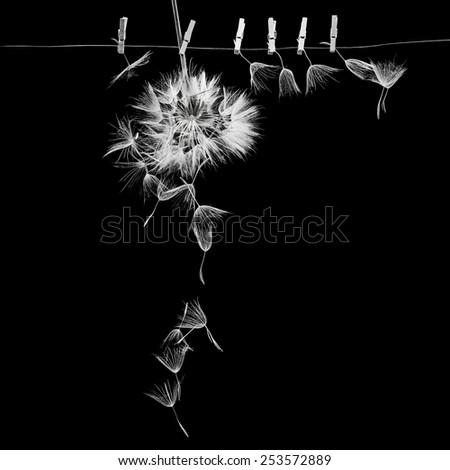 Dandelion seeds with small, wooden laundry nippers and thin metallic wire on black background 