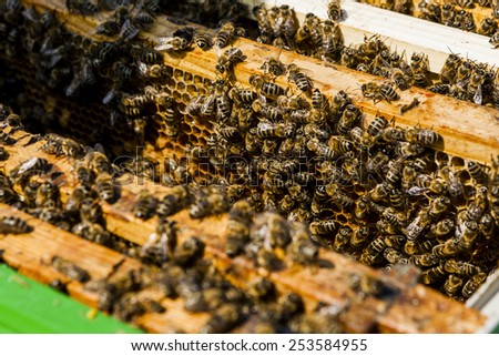 bees on honeycomb in a beehive. Honeybees are a genus of the family of the Real bees