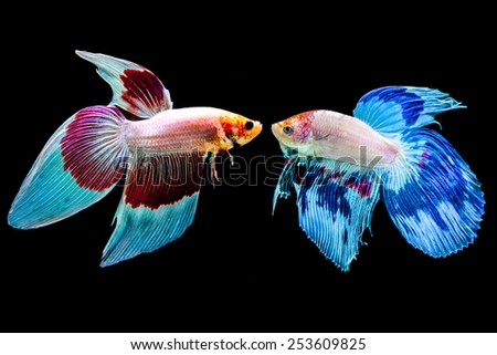 Two betta fish on the black background.