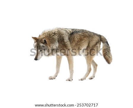 Wolf isolated on white background