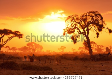 Typical african sunset with acacia trees in Masai Mara, Kenya Royalty-Free Stock Photo #253727479