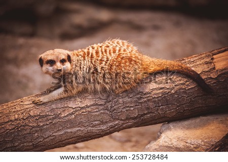 Cute young meerkat  playing in zoo denmark
