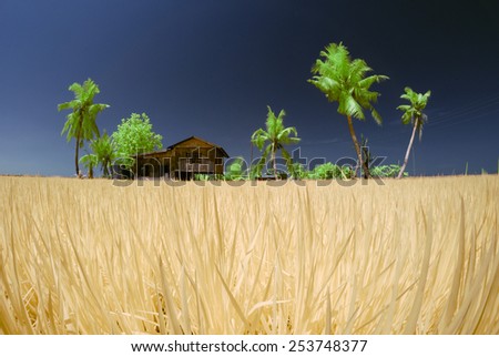 house on the edge of a paddy field with palm trees in the infrared, Image has grain or blurry or noise and soft focus when view at full resolution.  (Shallow DOF, slight motion blur)