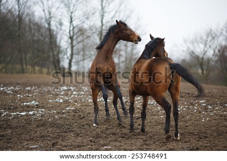 Wild horses on the meadow at winter time