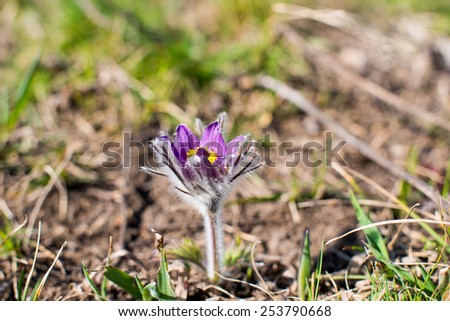 first flowers growing on the spring meadow