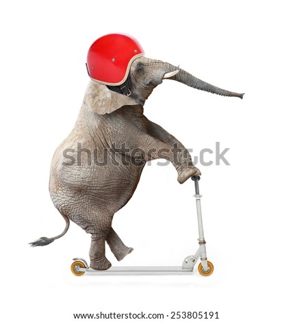 Funny elephant with protective helmet riding a push scooter. Safety and insurance concept.