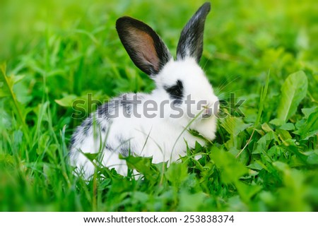 Baby white rabbit on grass