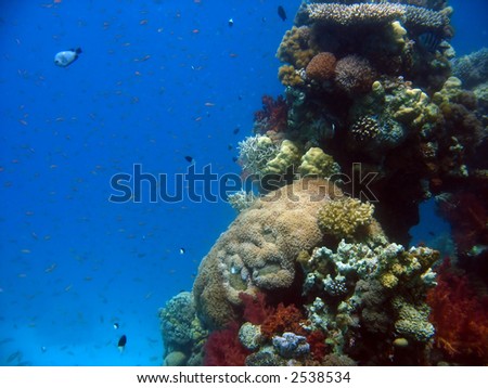 A photo of coral underwater