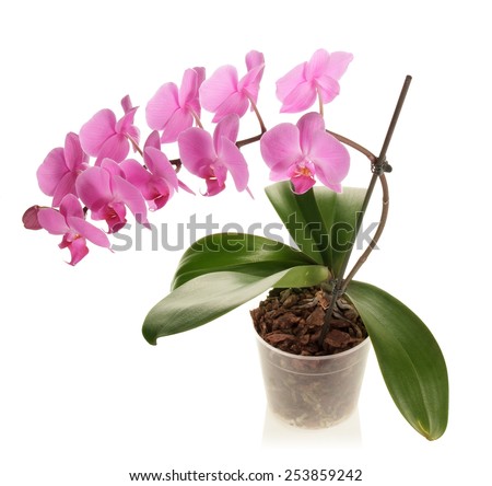 Pink Orchid flower on pot isolated Royalty-Free Stock Photo #253859242