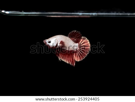 White Betta Fish Siamese fighting fish on black background