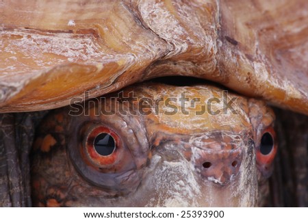 Turtle head macro