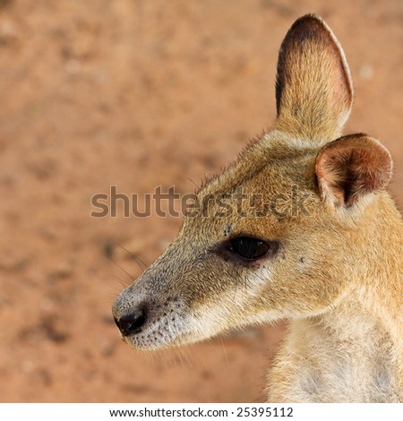 Wallaby Portrait