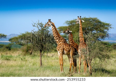 Three giraffes in Serengeti Royalty-Free Stock Photo #253955233