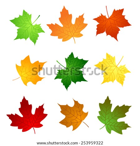 Colorful maple leaves collection isolated on white background 