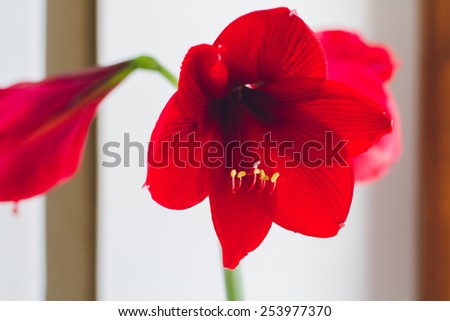 Red amaryllis (hippeastrum) flower in flowerpot