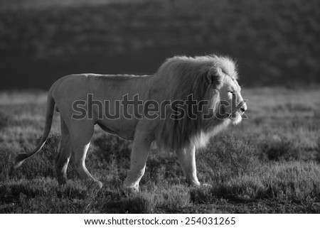 A big white lion walks past in this black and white tone image.