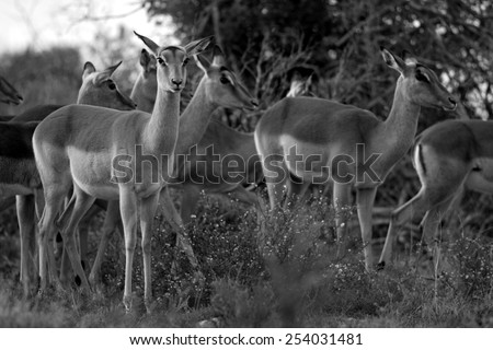 A breeding herd of impala antelope. Taken in South Africa