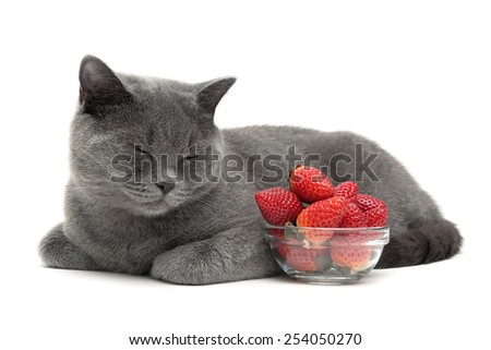gray scottish cat and ripe strawberry isolated on white background. horizontal photo.