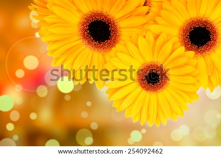 Orange gerber flowers on color background