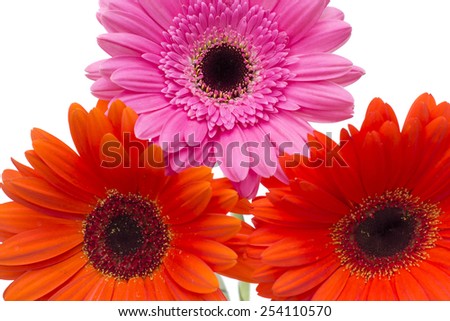 Beautiful Gerbera Flower Isolated on White Background