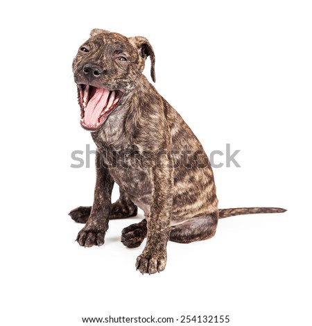 A cute little sleepy Pit Bull mixed breed puppy dog sitting and opening mouth wide to yawn