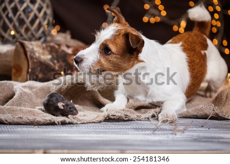 studio portrait of a brown domestic rat and dogs Jack Russell Terrier