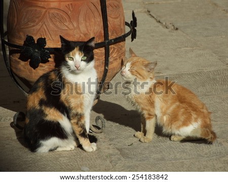 Image of two cats  Royalty-Free Stock Photo #254183842