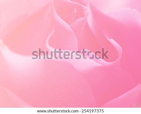 Pink color nature rose close-up background 