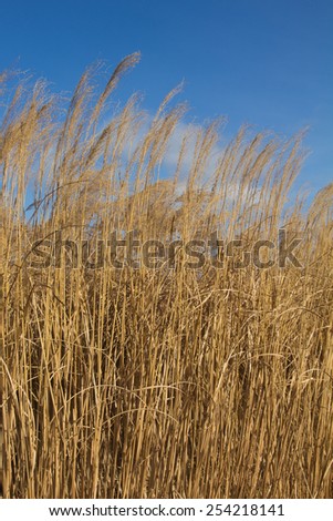 Ears of corn against the blue sky