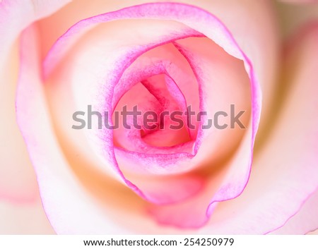 Close up of pink rose petals.