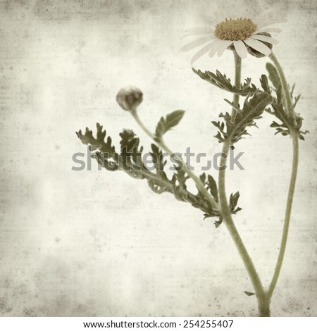 textured old paper background with  canarian marguerite daisy
