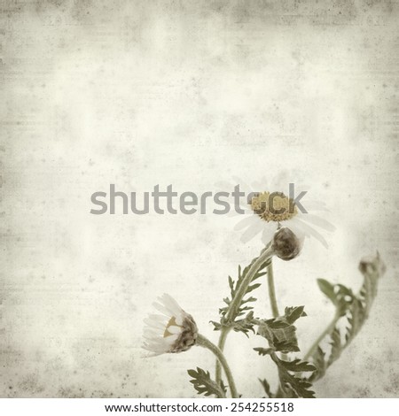 textured old paper background with  canarian marguerite daisy